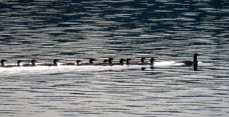 Lake Travers: Ducks Swimming